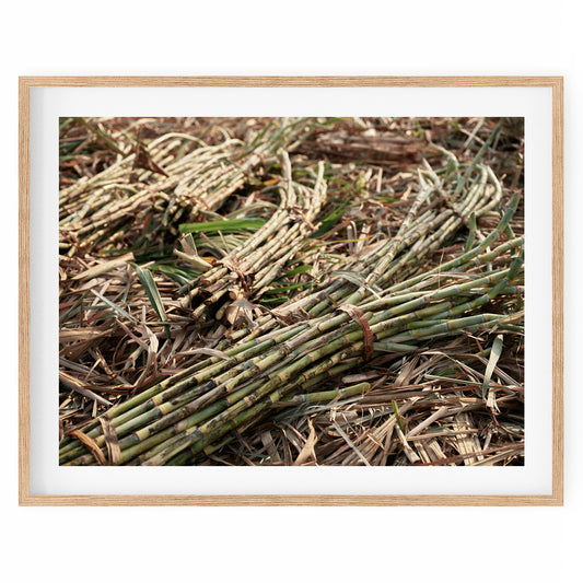 India - Sugar cane #39