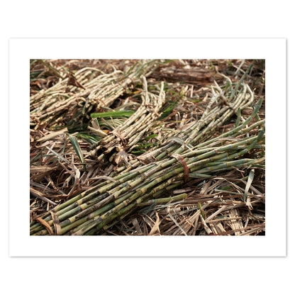 India - Sugar cane #39