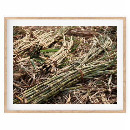 India - Sugar cane #39